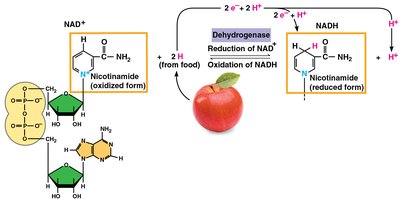 NAD+ and NADH redox reactions