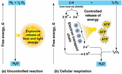 Electron transport chain overview