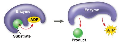 Substrate-level phosphorylation mechanism