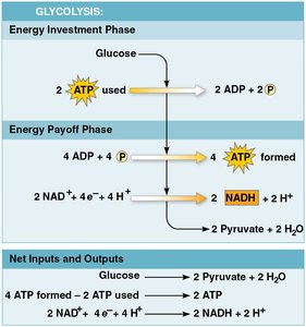 Glycolysis pathway and net inputs/outputs