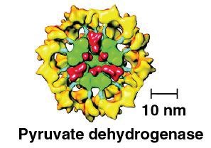 Pyruvate oxidation to acetyl CoA