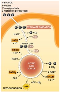 Citric acid cycle (Krebs cycle) pathway