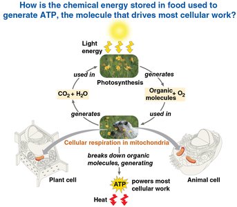 Diagram of energy flow and chemical recycling in ecosystems