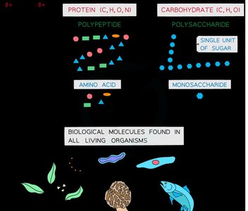 Types of polysaccharides: Glycogen, Cellulose, Starch (Amylopectin and Amylose)