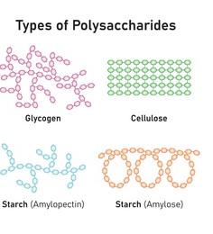 Amylose and amylopectin structure