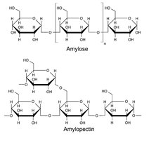 Comparison of amylose (starch) and cellulose structure