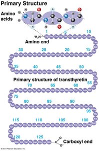 Secondary structure: alpha helix and beta pleated sheet