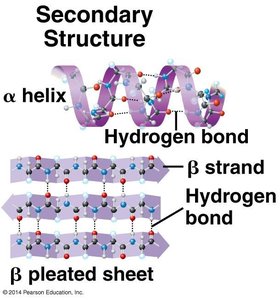Tertiary structure: bonds contributing to protein folding