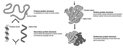 Overview of protein structure levels