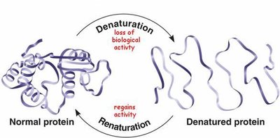 Denaturation and renaturation of proteins