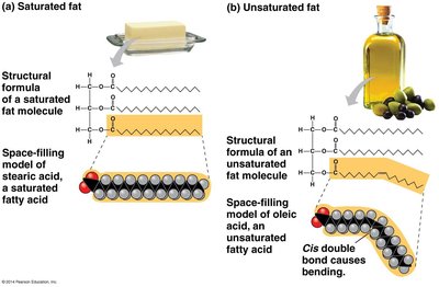 Comparison of saturated and unsaturated fats