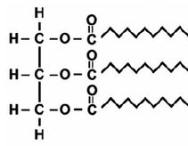 Structure of a triglyceride lipid