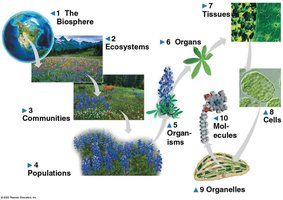 Levels of biological organization from biosphere to molecules