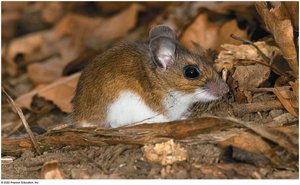 Non-camouflaged mouse in habitat