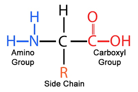 Structure of an amino acid, the building block of proteins