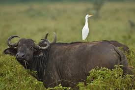 Commensalism: Cattle egret and buffalo