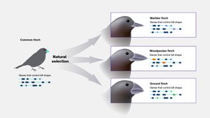 Natural selection in finches