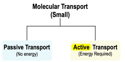 Passive vs. active transport diagram