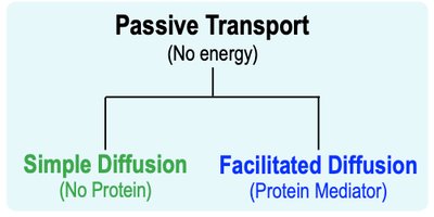 Passive transport: simple vs. facilitated diffusion