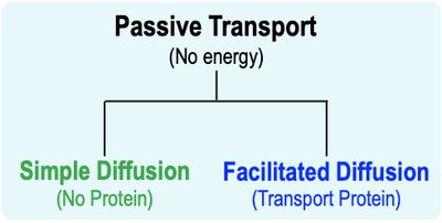 Simple and facilitated diffusion diagram