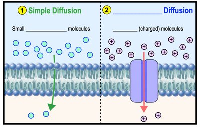 Simple vs. facilitated diffusion