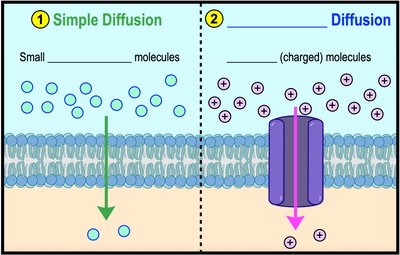 Porins, aquaporins, channels, and carrier proteins