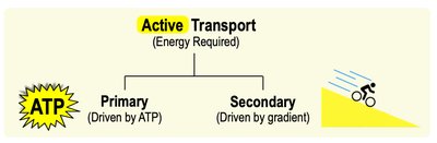 Active transport: primary and secondary