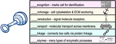 Functions of membrane proteins