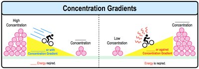 Concentration gradients: movement with and against gradient