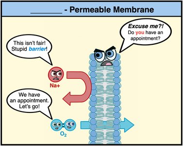 Selective permeability cartoon