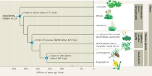 Plant phylogeny showing major groups and evolutionary origins