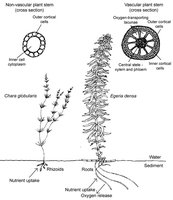 Diagram comparing nonvascular and vascular plant stem cross-sections and root/rhizoid structure