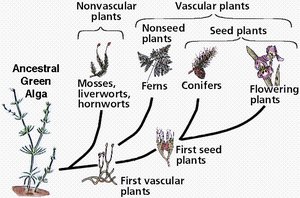 Diagram comparing nonvascular and vascular plant stem cross-sections
