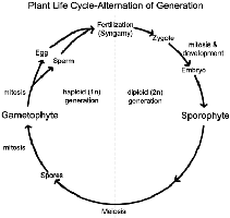Diagram showing alternation of generations and dominant life stages in major plant groups