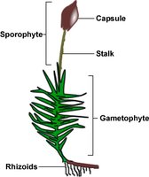 Diagram of moss structure showing rhizoids, gametophyte, and sporophyte