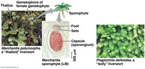 Photograph of a thalloid liverwort