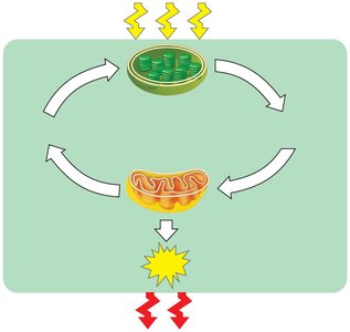 Diagram of energy flow between chloroplasts and mitochondria