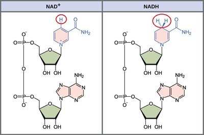 NAD+ and NADH molecular structures