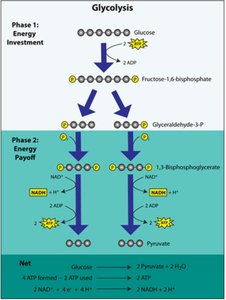 Glycolysis pathway diagram