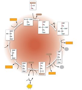 Citric acid cycle molecular diagram