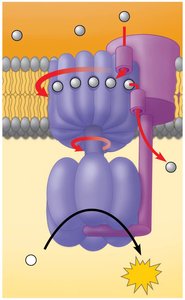 ATP synthase structure and function