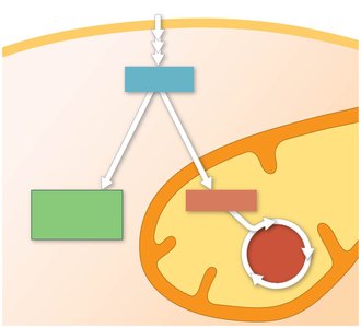 Fermentation and aerobic respiration pathways