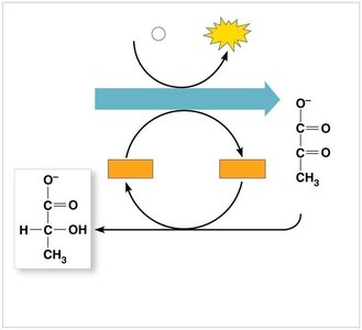 Lactic acid fermentation pathway