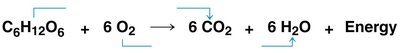 Cellular respiration redox equation
