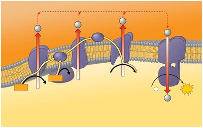 Electron transport chain and ATP synthase