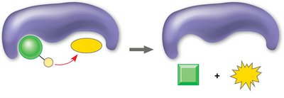 Substrate-level phosphorylation diagram