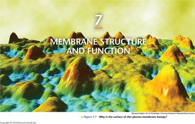 Surface of plasma membrane, bumpy appearance