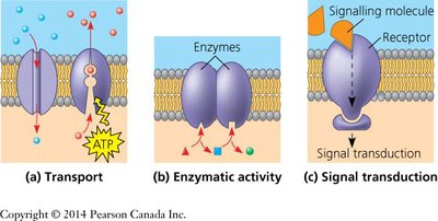 Membrane protein functions: transport, enzymatic activity, signal transduction