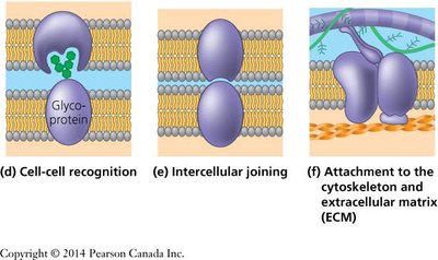 Membrane protein functions: cell-cell recognition, intercellular joining, attachment to ECM