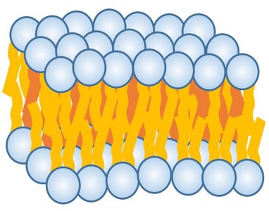 Phospholipid bilayer schematic